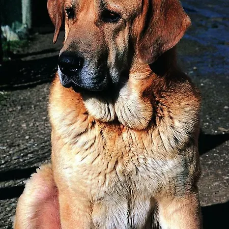 La Trebede Värdshus Perrozo