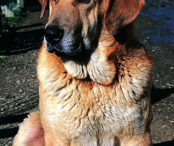 La Trebede Estalagem Perrozo